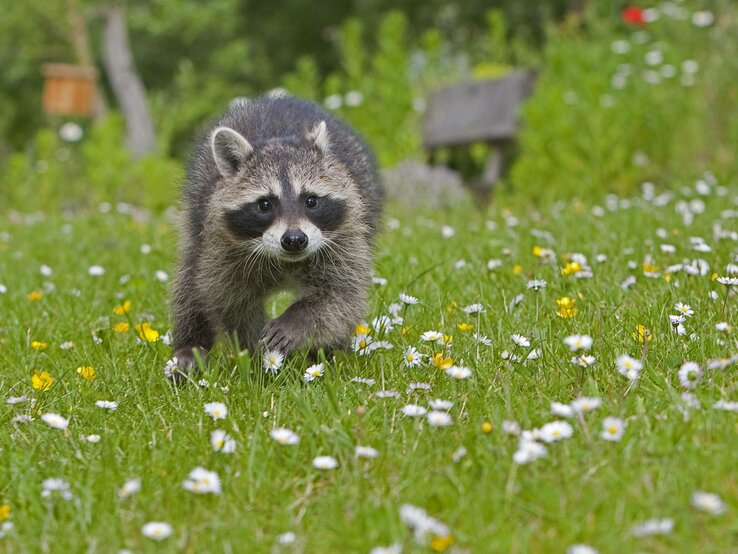 Waschbär vertreiben Die besten Hausmittel